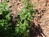 Shepherdia canadensis