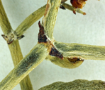 Eriogonum heermannii var. argense