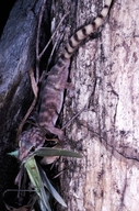 Pseudothecadactylus lindneri