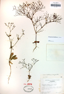 Eriogonum hirtiflorum