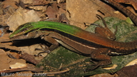 Kentropyx altamazonica