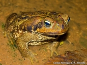 Rhinella schneideri