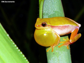 Dendropsophus rubicundulus