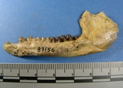 Leptoreodon leptolophus