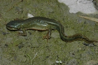 Southern Newt