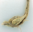 Melica spectabilis