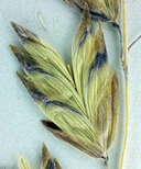 Melica spectabilis
