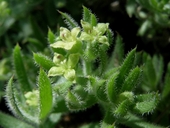 Galium californicum ssp. sierrae