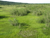 Prairie humide