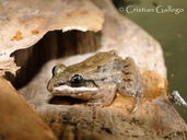 Mexican White-lipped Frog