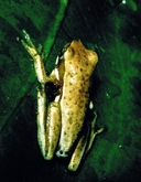 Hyperolius viridiflavus variabilis
