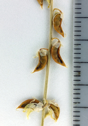Astragalus clevelandii
