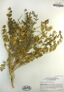 Astragalus crotalariae