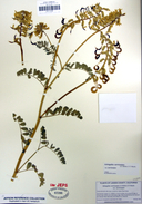 Astragalus curvicarpus var. curvicarpus