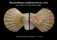 Bractechlamys antillarum