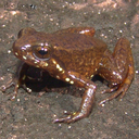 Rufous Poison Frog