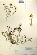 Astragalus gambelianus