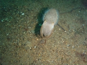 Golen Cuttlefish
