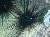 Black Longhorn Sea Urchin