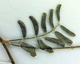 Astragalus nuttallianus var. cedrosensis