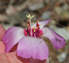 Clarkia gracilis ssp. tracyi