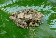 Scinax garbei