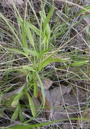 Gentianopsis macrantha