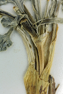 Cymopterus purpurascens