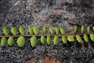 Asplenium trichomanes ssp. densum