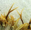 Ericameria nauseosa var. ceruminosa