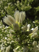 Prostrate Coyote Brush