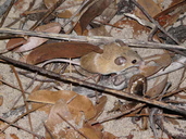 African Pygmy Mouse