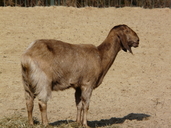 Anglo-nubian Goat