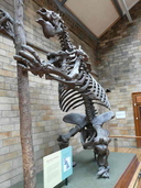 Megatherium sp.