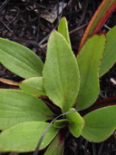 Plantago hawaiensis