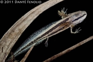 Reticulated Flatwoods Salamander