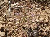 Antirrhinum vexillo-calyculatum ssp. breweri