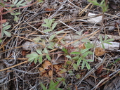Horkelia tridentata ssp. tridentata