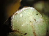 Cetrelia cetrarioides