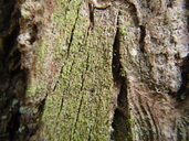 Chaenotheca chrysocephala