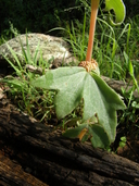 Begonia angustiloba