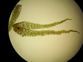 Ephemerum crassinervum