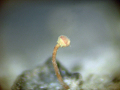 Scerophora amabilis