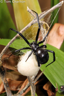Black Widow Spider With Egg Sac