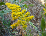 Solidago velutina ssp. californica