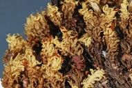 Ulota phyllantha