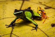 Mantella baroni