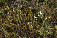Plagiobothrys strictus