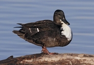 Black Swedish Duck (domesticated Mallard)