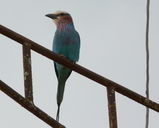 Lilac-throated Roller